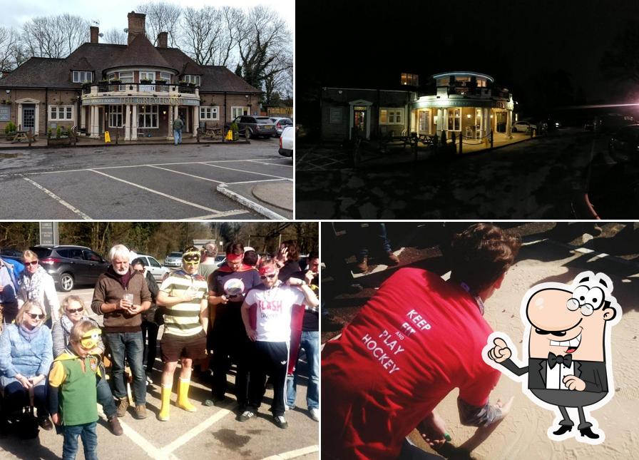 Greyhound Crawley