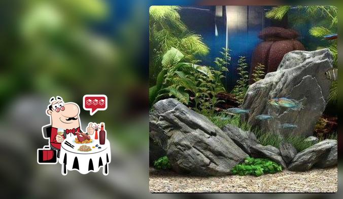 Fish FreakZ