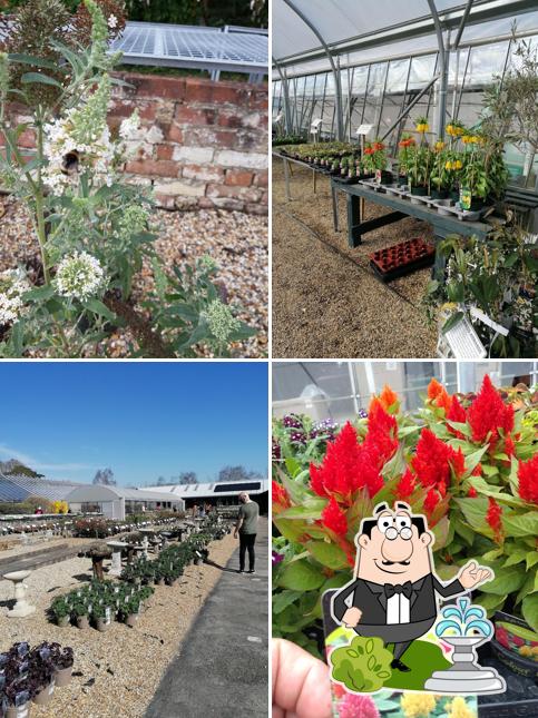 Sturmer Garden Centre