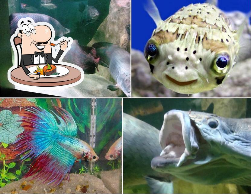 Pescados.com
