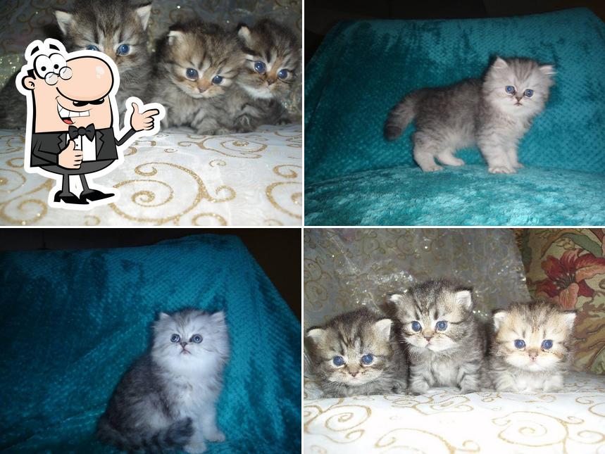 Fancygoldensilverpersians"."