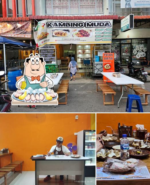 KAMBING MUDA KBC