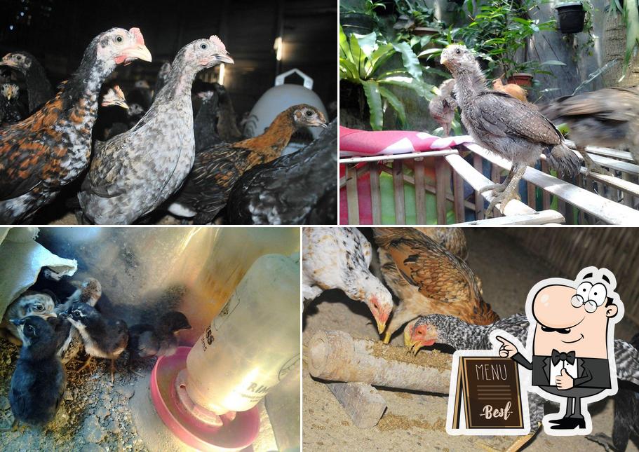 Ayam Kampoengan