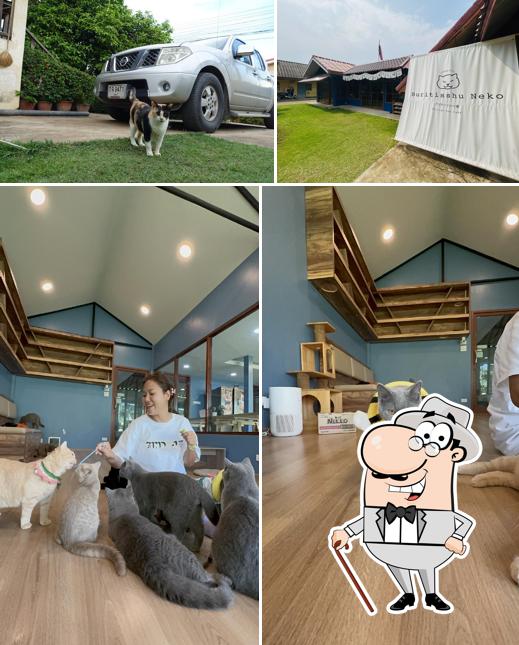 Buritisshu Neko Café บูริติชชู ​เนโกะ คาเฟ่ คาเฟ่แมวสระบุรี
