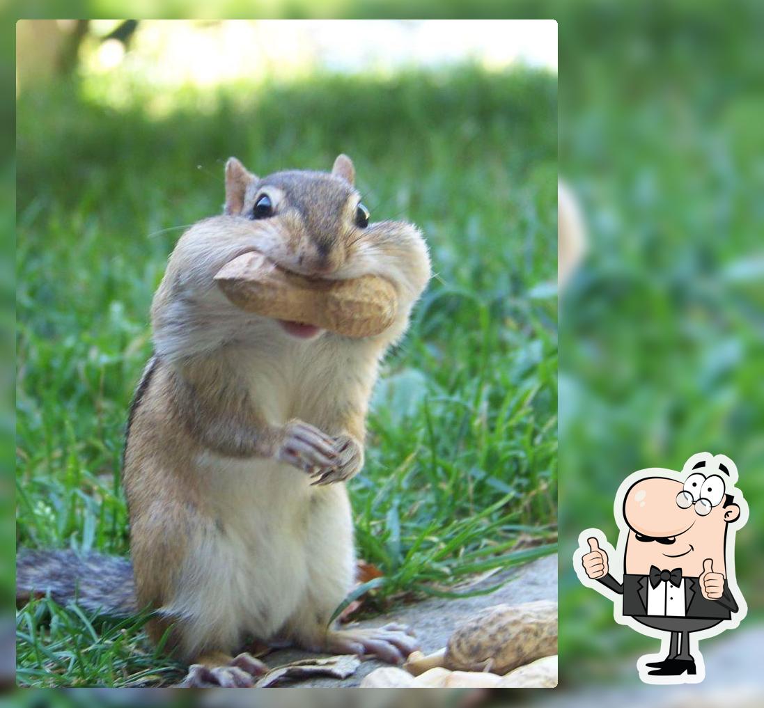 Chipmunk Cheeks Northwoods Eatery