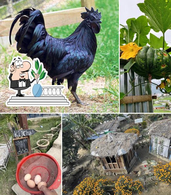 Organic Farm