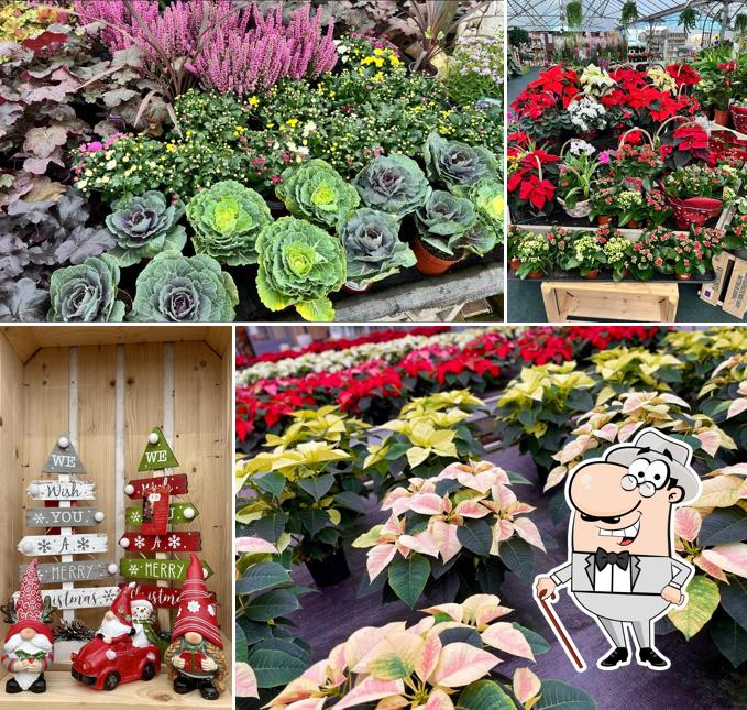 Clent Nurseries