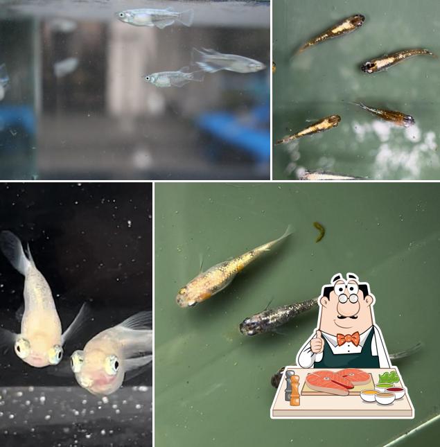 御調町めだか屋