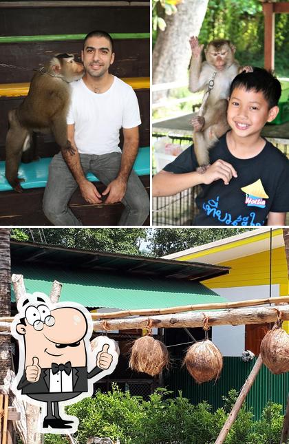 Monkey training center maerim limited partnership