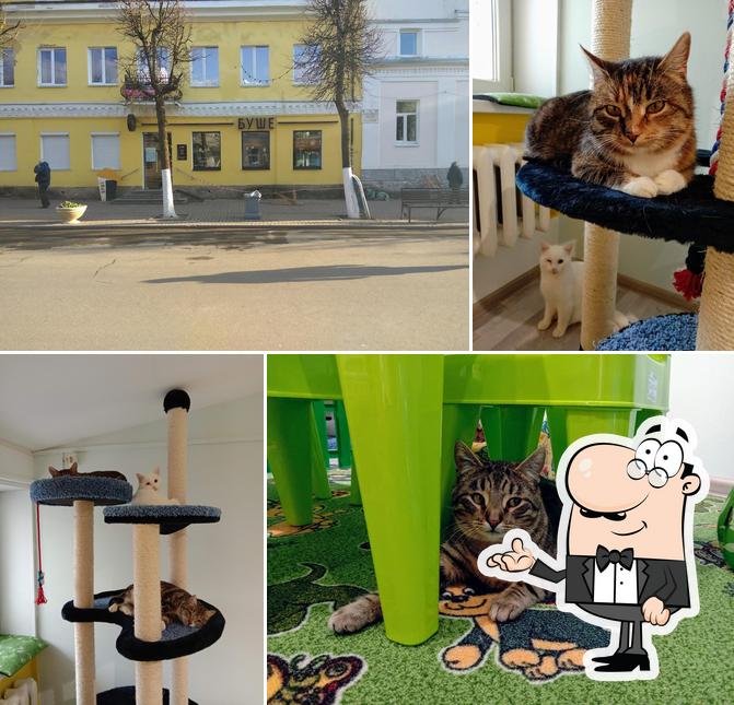 Буше
