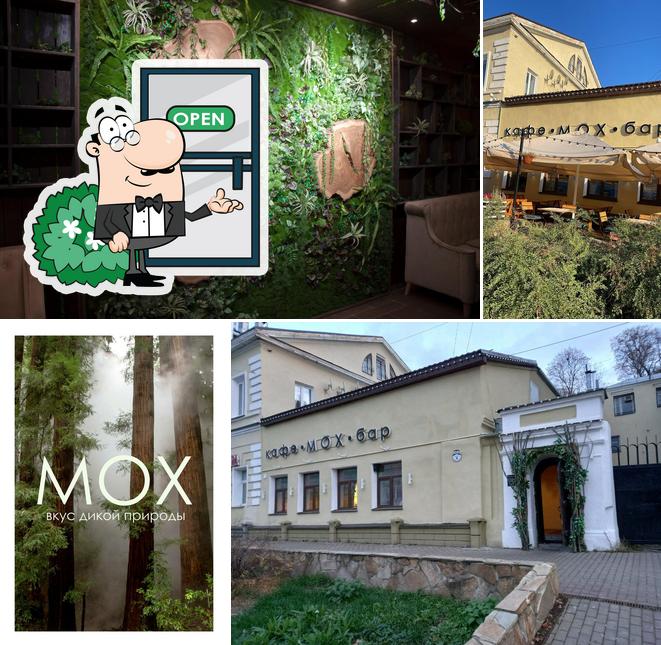 Мох & Курцево