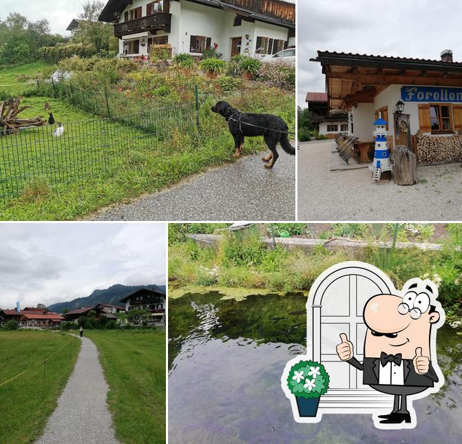 Forellenstube