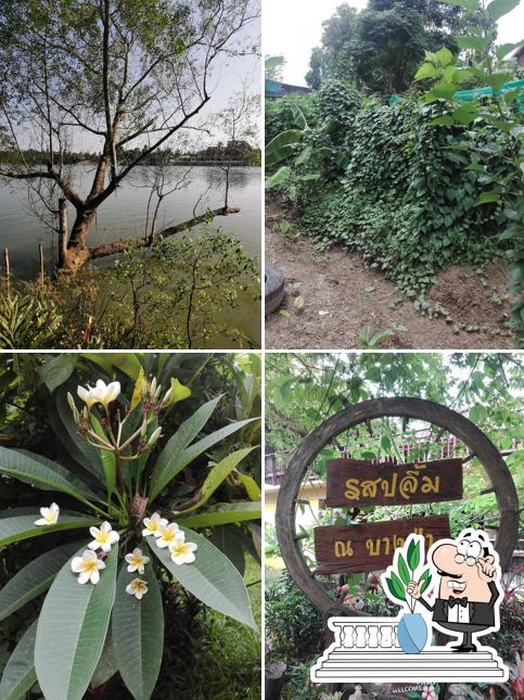 รสปลื้ม ณ บางป่า กาแฟสด