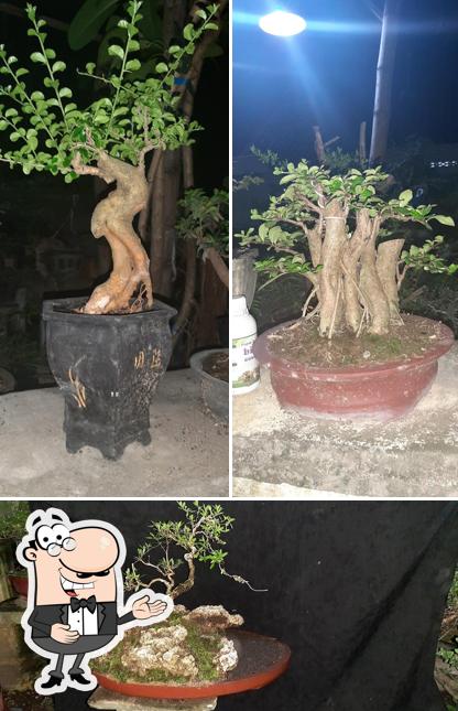 Karimah Bonsai