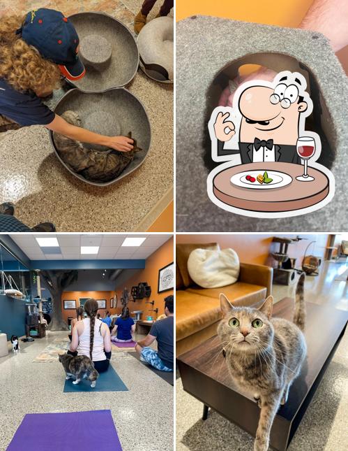 Smitten Kitten Cat Cafe and Coffee Shop