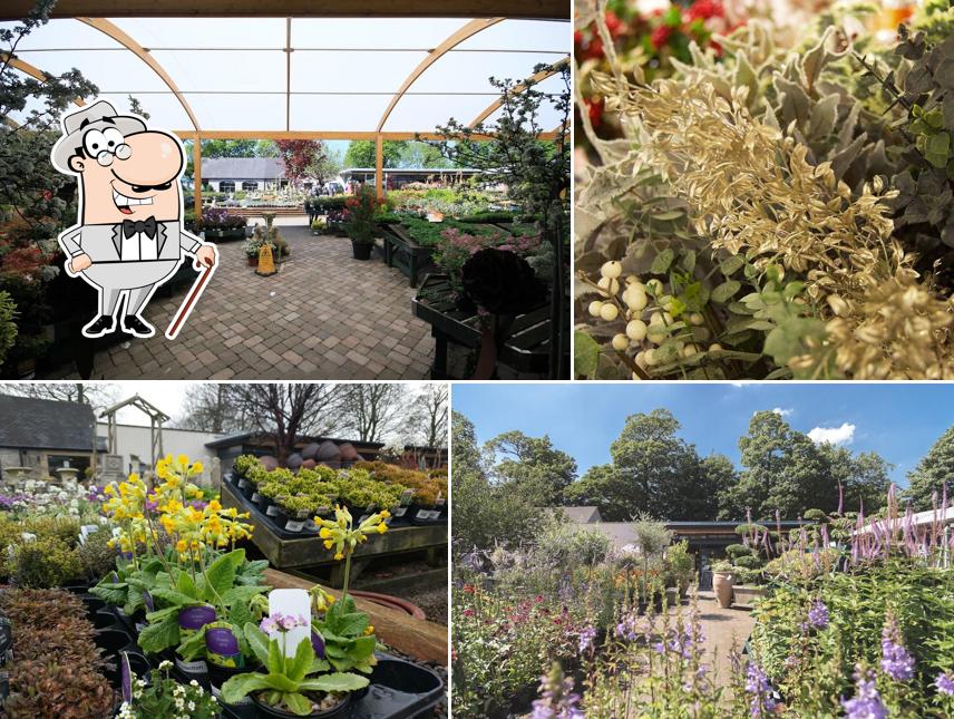 Beetham Nurseries