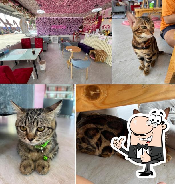888 Cat Cafe