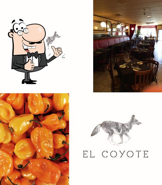 El Coyote