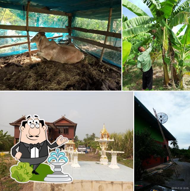 ครัวโคเฒ่า