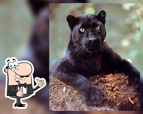 The Panther Pitt