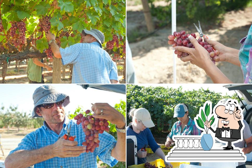 San Joaquin Valley Viticulture