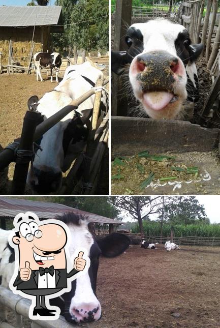 มนัสฟาร์ม ฟาร์มโคนม