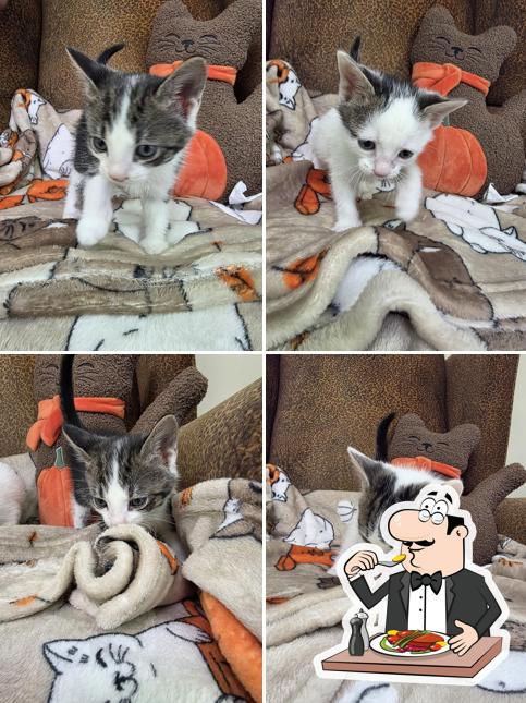Cat Nap Cafe