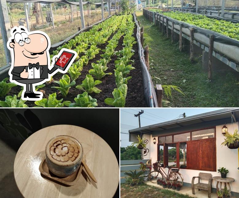 Clover coffee & organic farm โคลเวอร์คอฟฟี่&ผักปลอดสาร