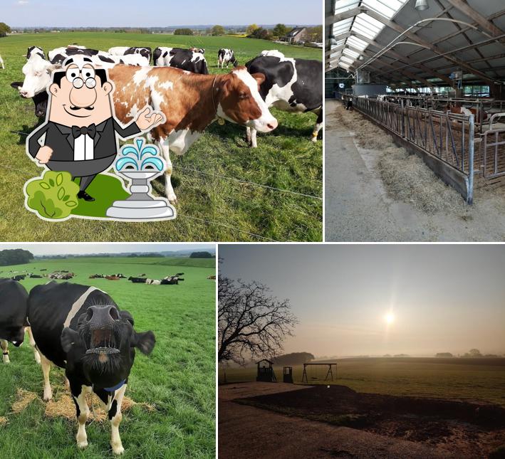 IJsboerderij Foxhill