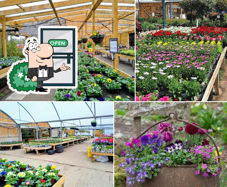 Baskets and Blooms Plant Centre and Blooms Cafe
