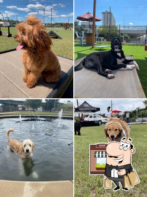 Barks N Brews