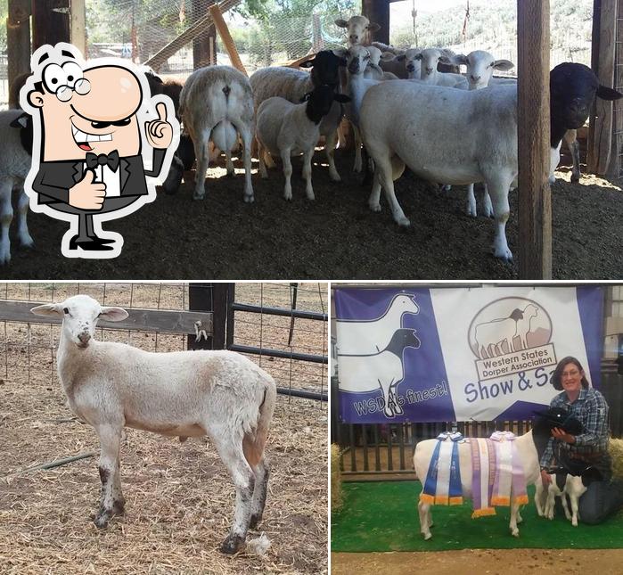 Moye Land and Cattle
