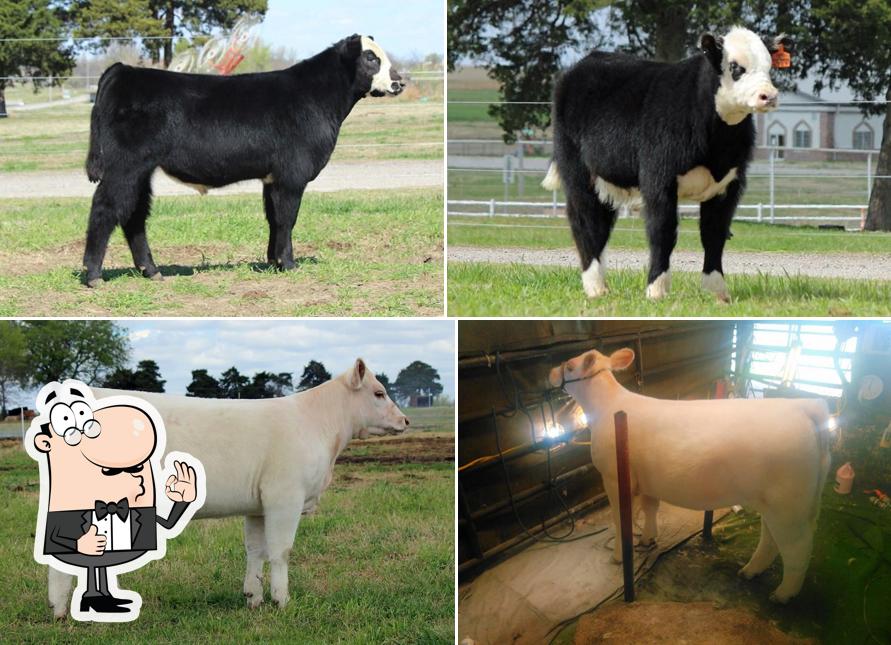 Diamonds in the Rough Cattle Co.