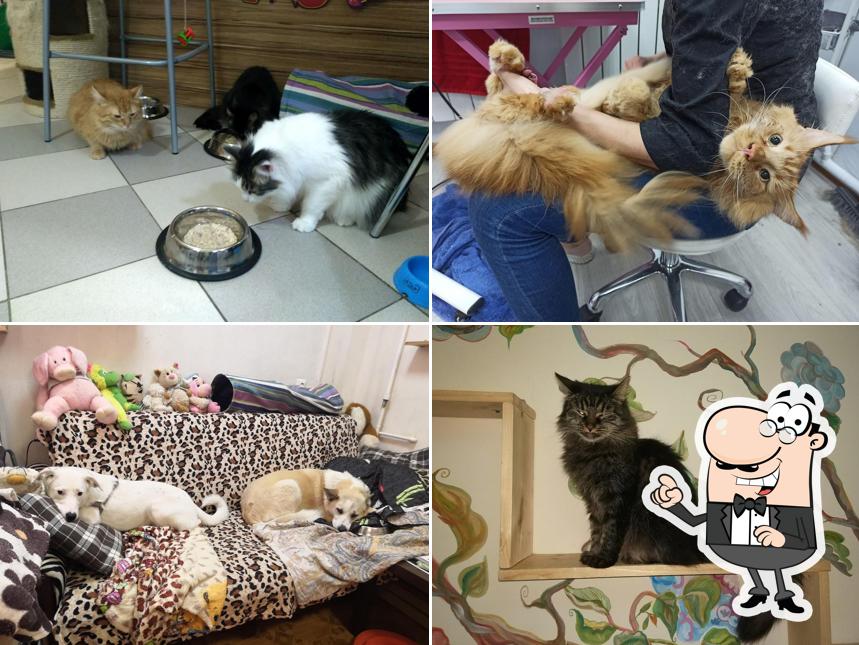 КоТейня