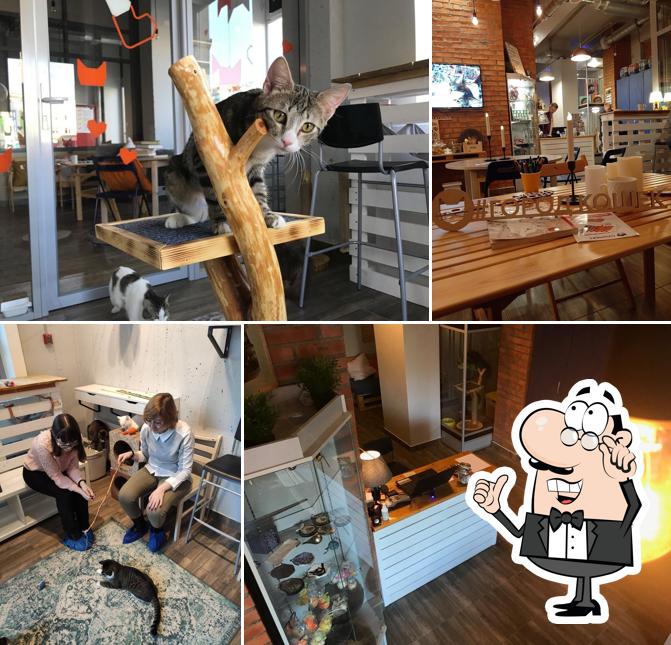 Город Кошек