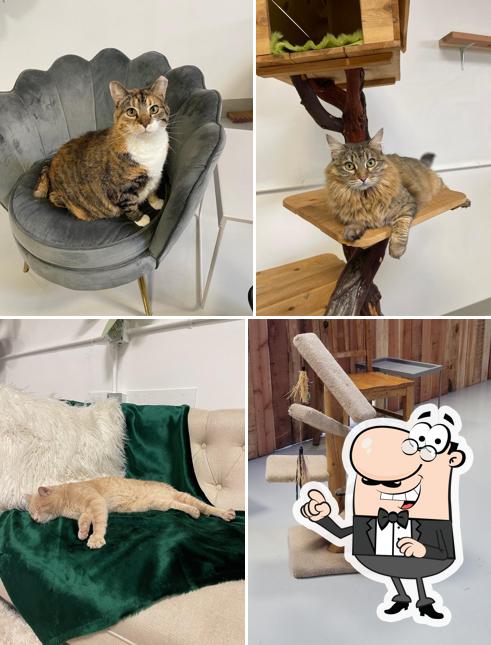 Kitty Kisses Cat Café - Tickets Required