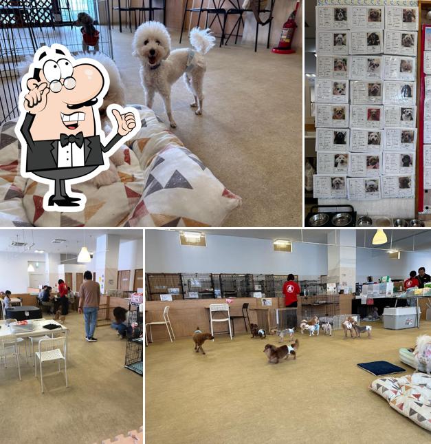 Protection dog cafe