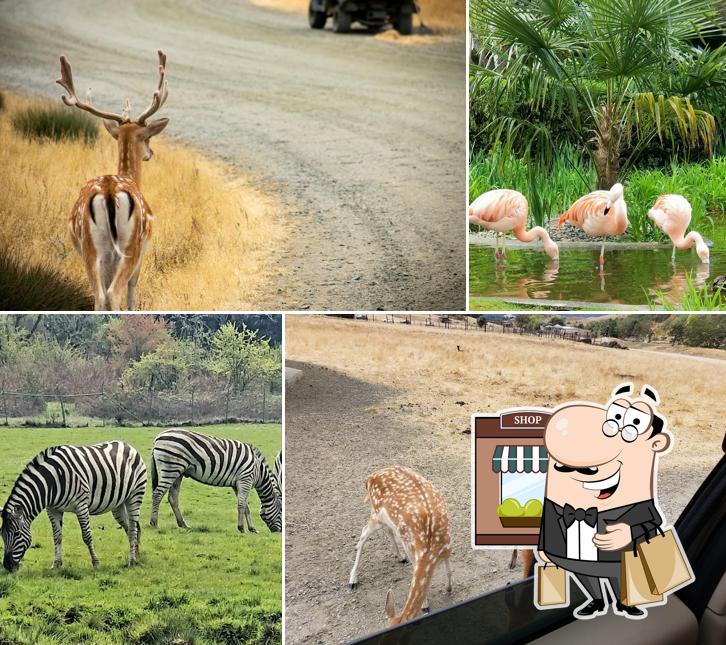 Wildlife Safari