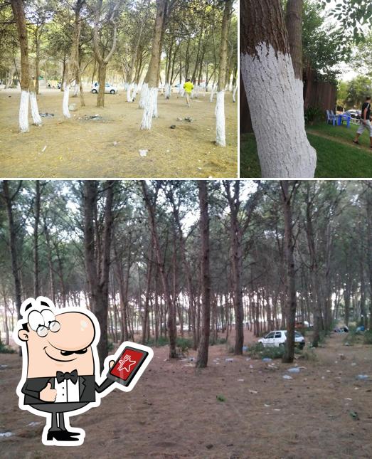 Restaurant Foret Zamouri
