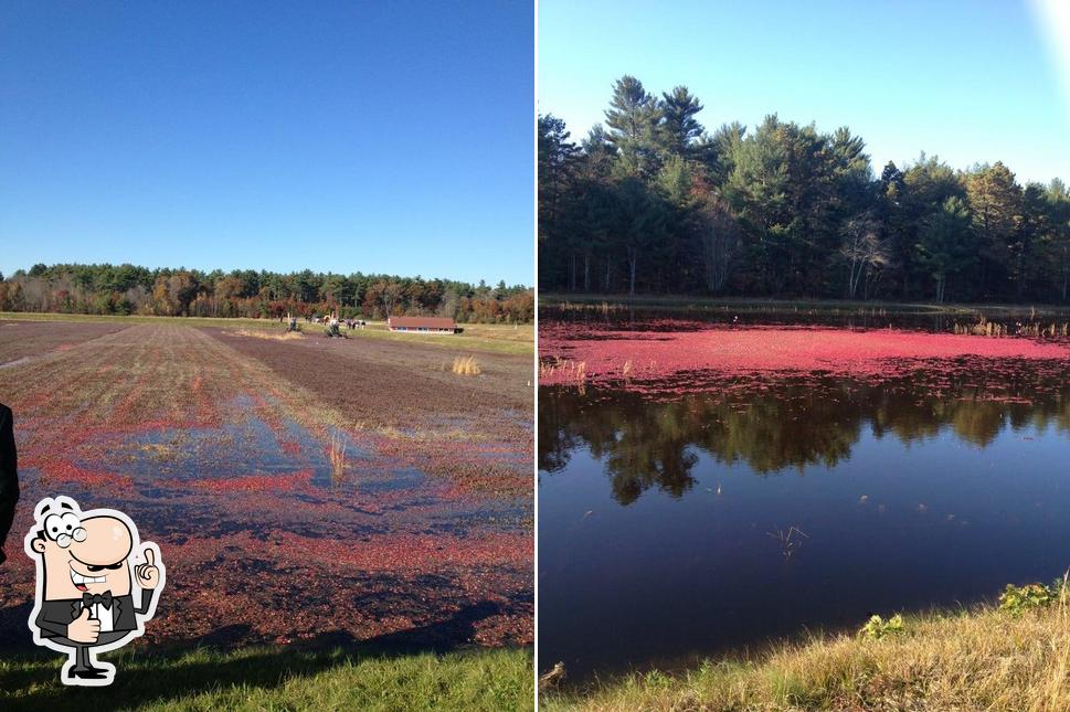 Ocean Spray Cranberries