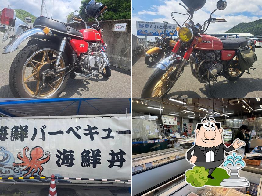 魚稚