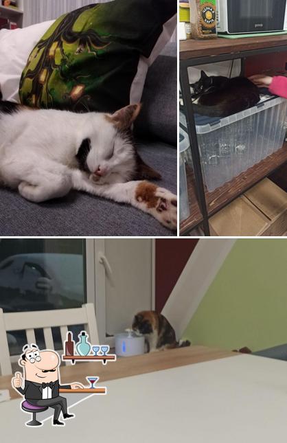 Котокафе “Kotesla”