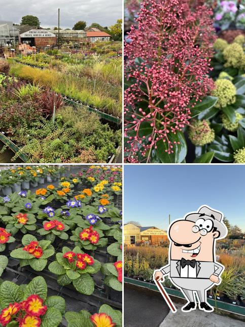 Braithwaites Garden Centre & Coffee Shop