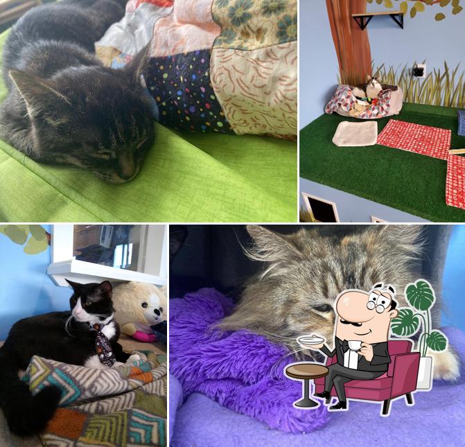 Bajah's Cat Cafe