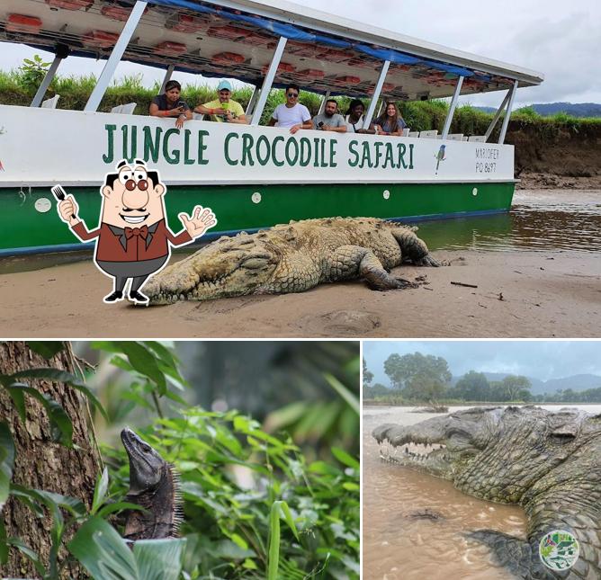 Jungle Crocodile Safari & Bird Watching Tour/ Tarcoles River CR