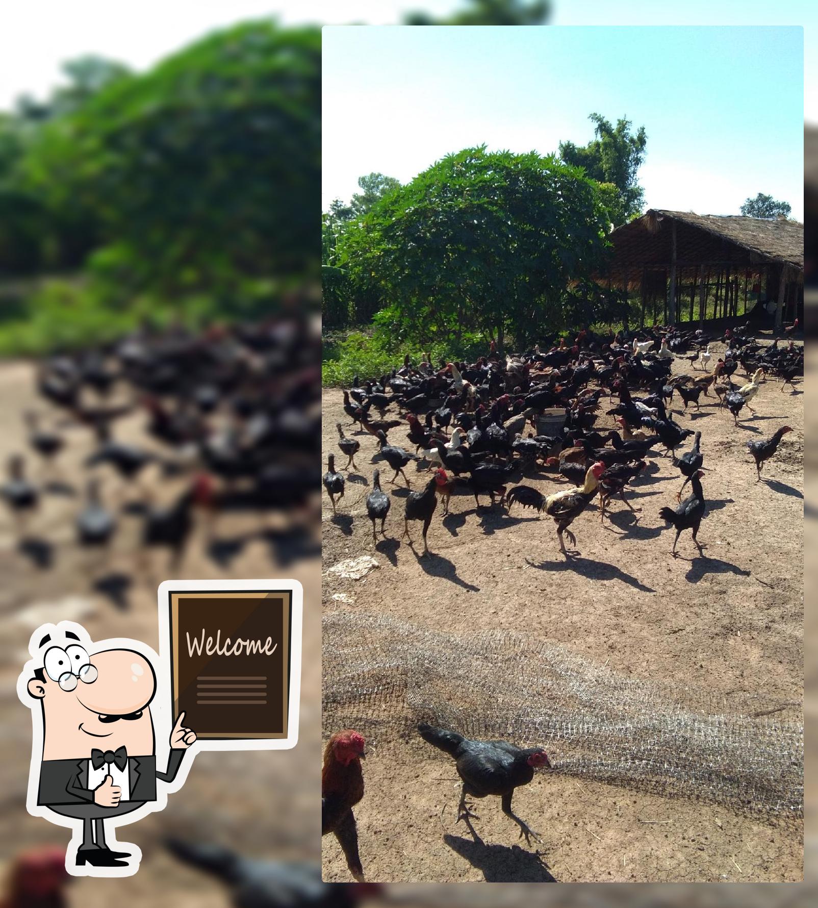 วิสาหกิจชุมชนกลุ่มเพาะพันธ์และเลี้ยงไก่พื้นเมือง ต.โคกย่าง