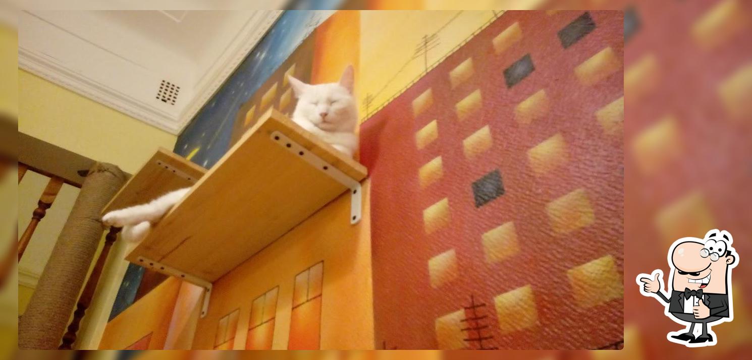 Котофейня