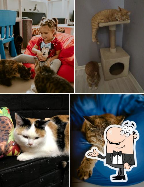 "Meow - котокафе"