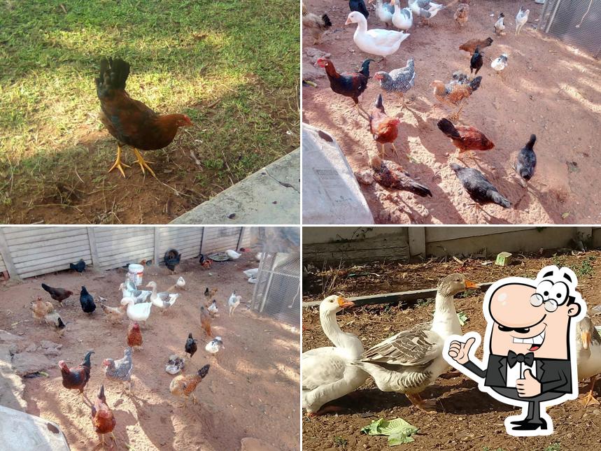 AKIM GROUP INVESTMENT& CHICKEN& GOOS