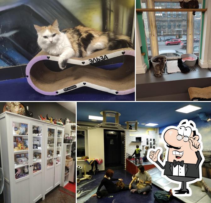 Республика котов